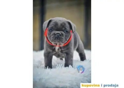 Francuski Buldog - 3/5