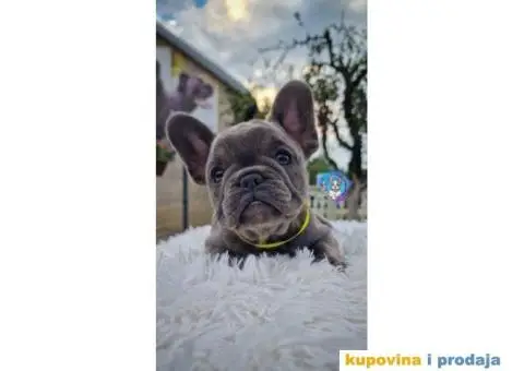 Francuski Buldog - 4/5