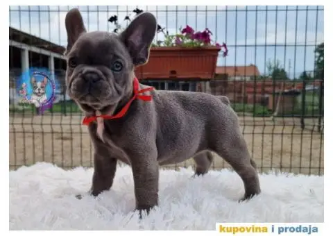 Francuski Buldog - 5/5