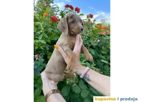 Patuljasti Jazavičar egzotične boje - 1/10