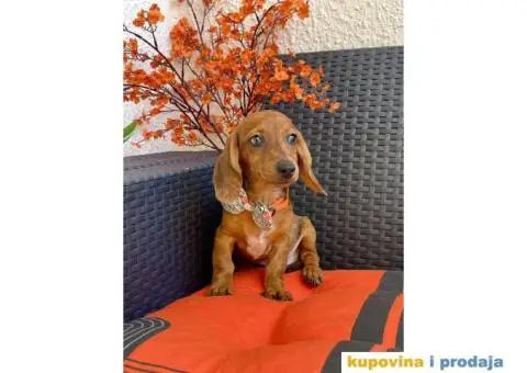 Patuljasti Jazavičar egzotične boje - 2/10