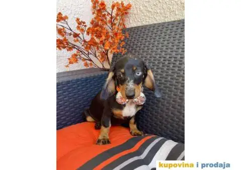 Patuljasti Jazavičar egzotične boje - 3/10