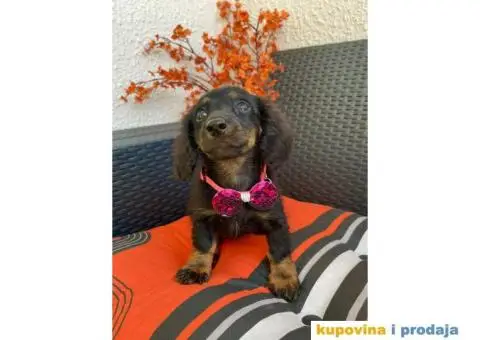 Patuljasti Jazavičar egzotične boje - 5/10