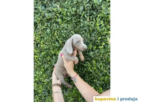 Patuljasti Jazavičar egzotične boje - 6/10