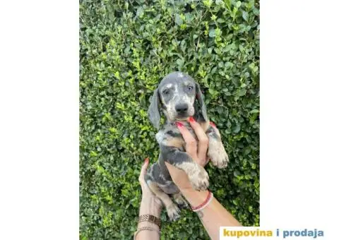 Patuljasti Jazavičar egzotične boje - 7/10