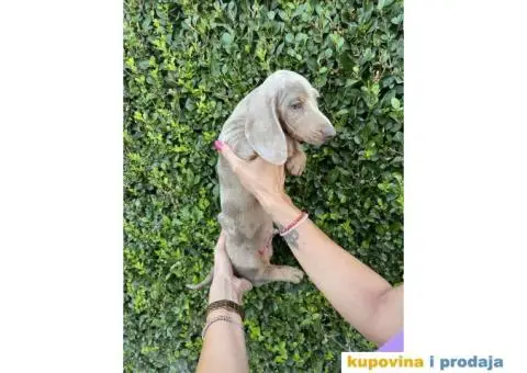 Patuljasti Jazavičar egzotične boje - 8/10