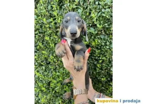 Patuljasti Jazavičar egzotične boje - 9/10