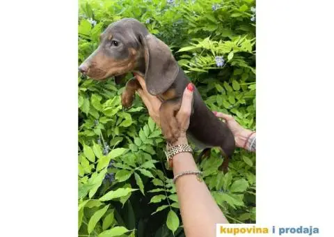 Patuljasti Jazavičar egzotične boje - 10/10