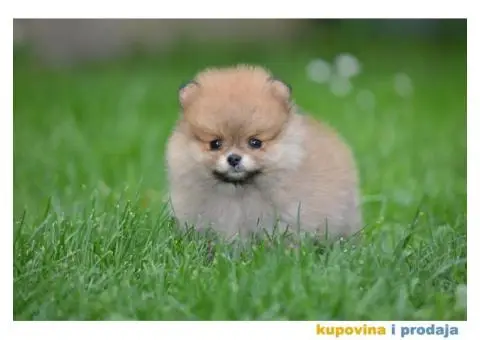 Prelepi Pomeranci - 1/10