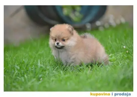 Prelepi Pomeranci - 2/10