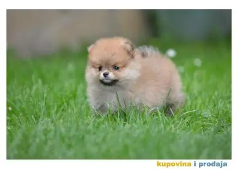 Prelepi Pomeranci - 3/10