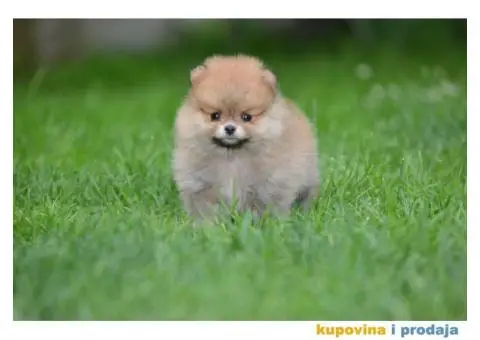 Prelepi Pomeranci - 6/10