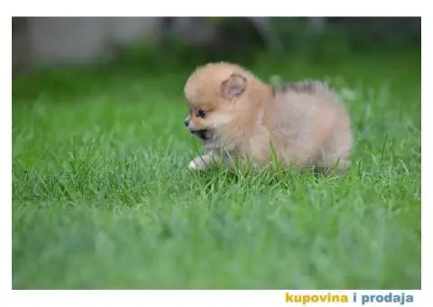 Prelepi Pomeranci - 7/10