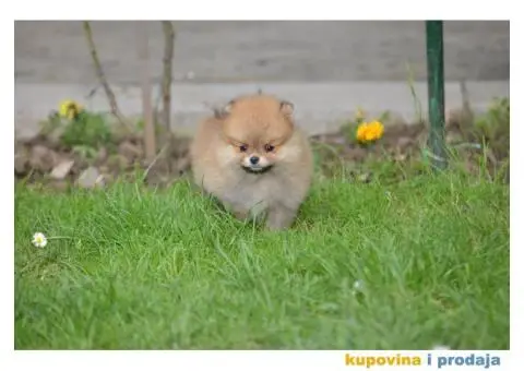 Prelepi Pomeranci - 8/10