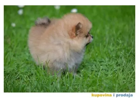 Prelepi Pomeranci - 9/10