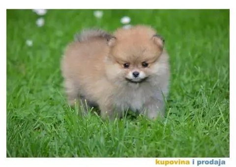 Prelepi Pomeranci - 10/10