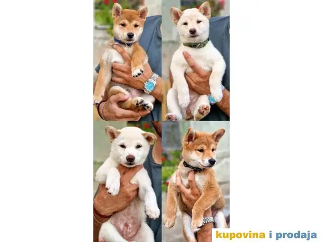 Shiba Inu prelepi štenci - 1