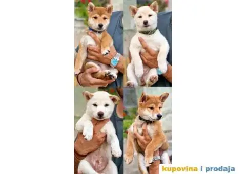 Shiba Inu prelepi štenci - 1/11