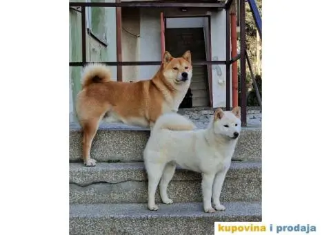 Shiba Inu prelepi štenci - 2/11