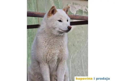 Shiba Inu prelepi štenci - 3/11