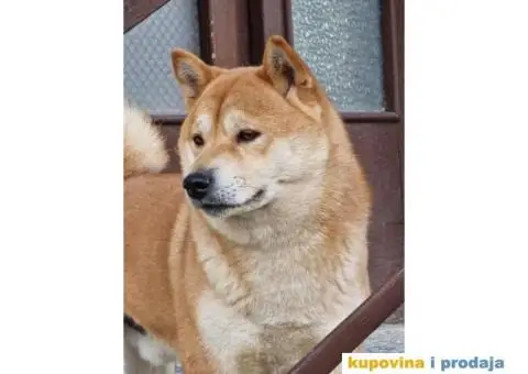 Shiba Inu prelepi štenci - 4/11