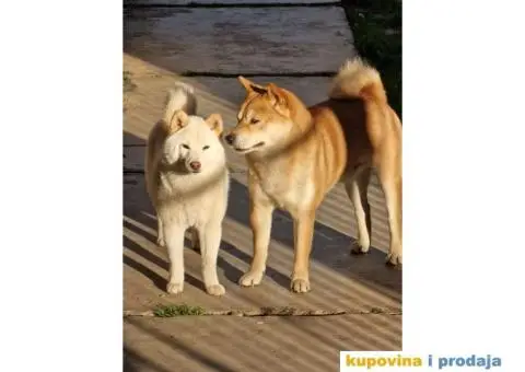 Shiba Inu prelepi štenci - 5/11