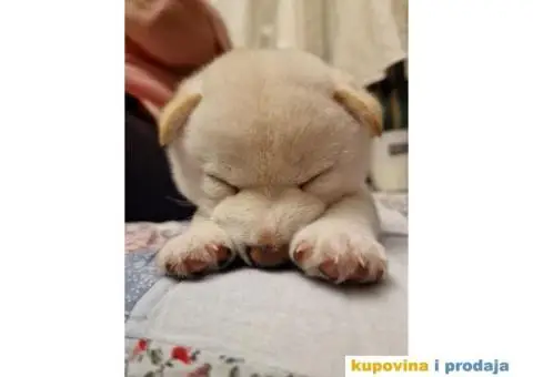 Shiba Inu prelepi štenci - 6/11