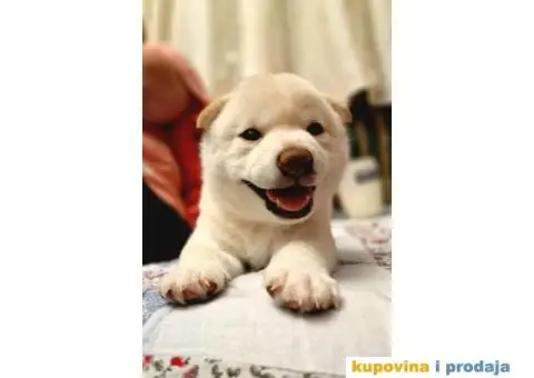 Shiba Inu prelepi štenci - 7/11