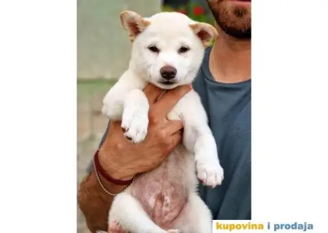 Shiba Inu prelepi štenci - 8/11