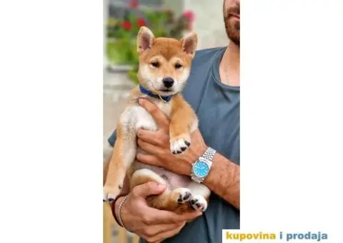 Shiba Inu prelepi štenci - 9/11