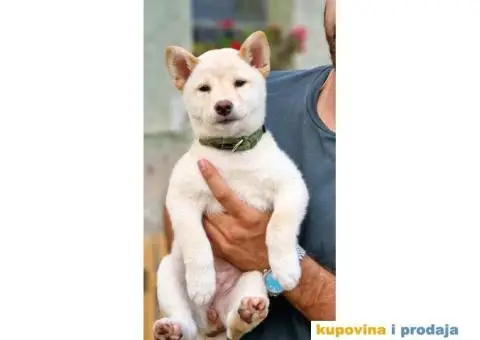 Shiba Inu prelepi štenci - 10/11