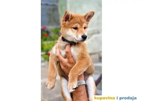 Shiba Inu prelepi štenci - 11/11