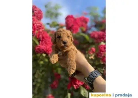 Patuljasta Pudla TOP štenci - 2/3