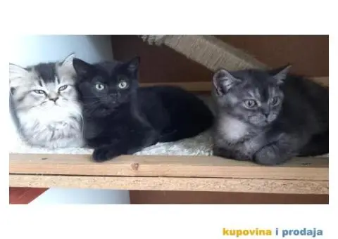 Britanske mace blue point slobodne za rezervaciju - 1/7