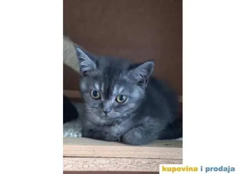 Britanske mace blue point slobodne za rezervaciju - 2/7