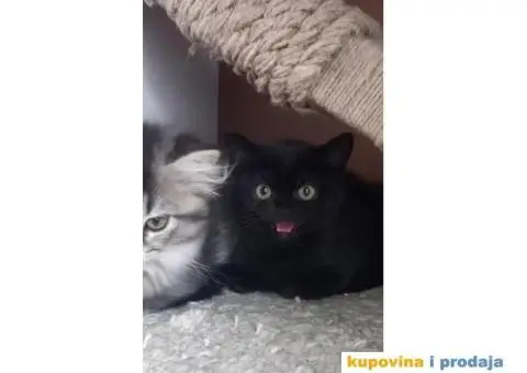 Britanske mace blue point slobodne za rezervaciju - 3/7