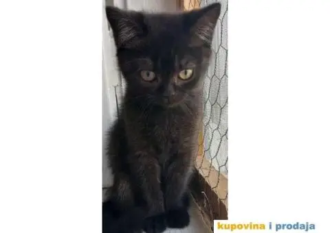 Britanske mace blue point slobodne za rezervaciju - 4/7