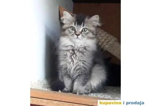 Britanske mace blue point slobodne za rezervaciju - 5/7