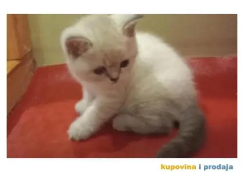 Britanske mace blue point slobodne za rezervaciju - 6/7