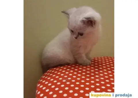 Britanske mace blue point slobodne za rezervaciju - 7/7