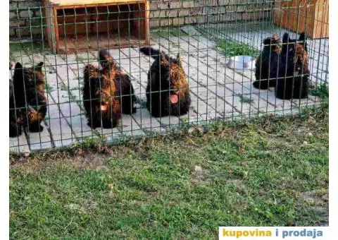 Prodajem skotske terijere, muzijaka i tri zenke. - 1/4