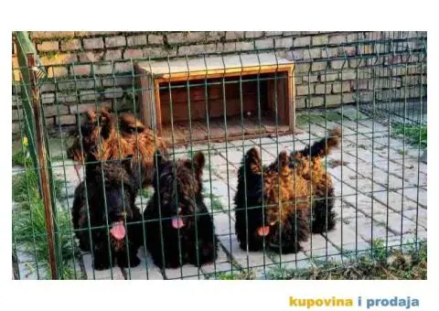 Prodajem skotske terijere, muzijaka i tri zenke. - 2/4