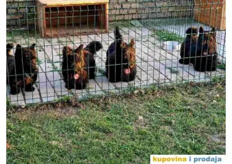 Prodajem skotske terijere, muzijaka i tri zenke. - 3/4