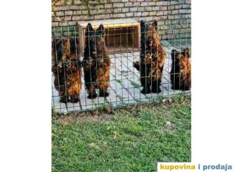 Prodajem skotske terijere, muzijaka i tri zenke. - 4/4