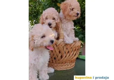 Na prodaju 4 devojčice patuljaste apricot pudle - 1/7