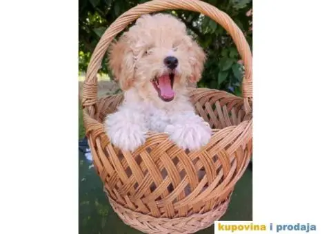 Na prodaju 4 devojčice patuljaste apricot pudle - 2/7