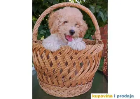 Na prodaju 4 devojčice patuljaste apricot pudle - 3/7