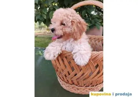 Na prodaju 4 devojčice patuljaste apricot pudle - 4/7