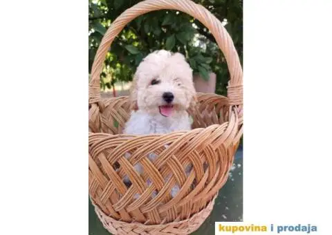 Na prodaju 4 devojčice patuljaste apricot pudle - 5/7