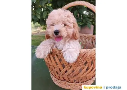 Na prodaju 4 devojčice patuljaste apricot pudle - 6/7